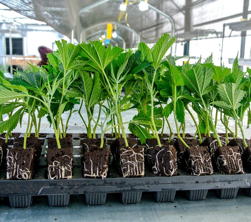 Клонирование растений